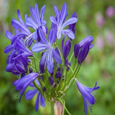 agapanthus african skie