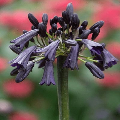 agapanthus black magi