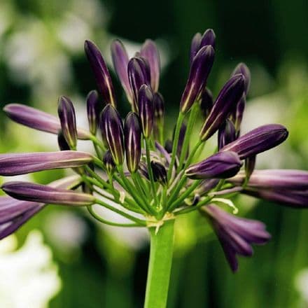 agapanthus black panth