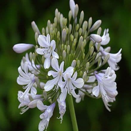 agapanthus blue ic