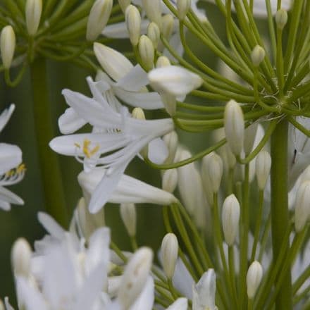 agapanthus bridal bouque