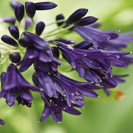 agapanthus indigo dream