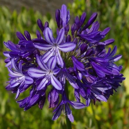 agapanthus northern sta