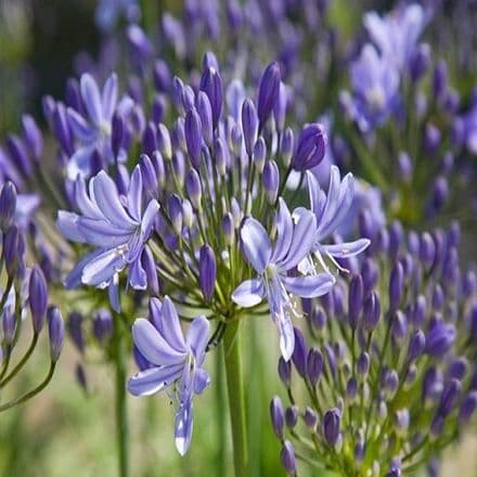 agapanthus pretty sand