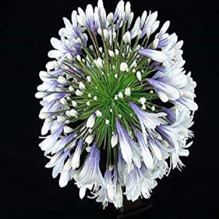 agapanthus queen mu