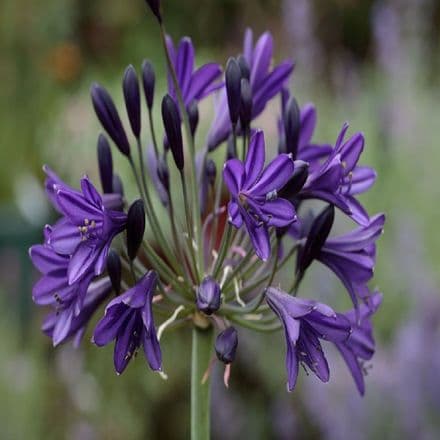 agapanthus royal velve