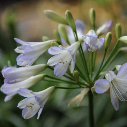 agapanthus silver bab