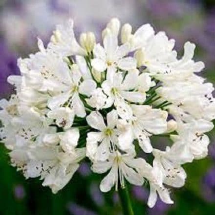 agapanthus snow crysta