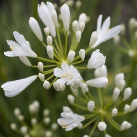 agapanthus snow pixi