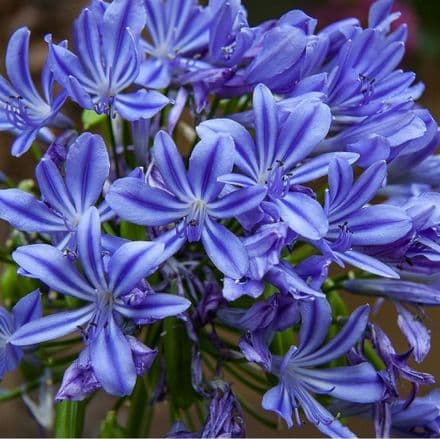 agapanthus sweet surpris