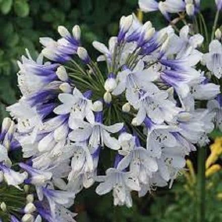 agapanthus twiste