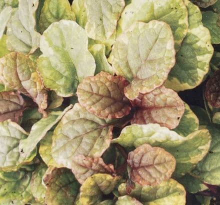 Ajuga Golden Beaut