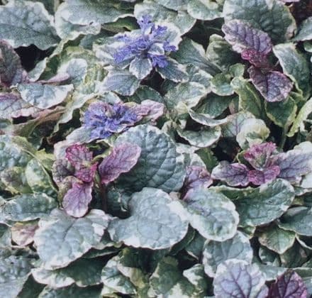 ajuga burgundy glo