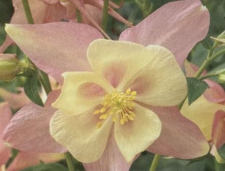aquilegia swan pink and yello