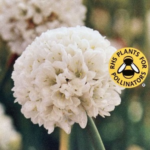 armeria ballerina whit