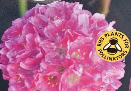 armeria dreameria daydrea