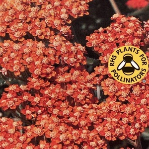 aubrieta katie red shade