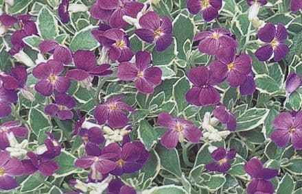 aubrieta variegat