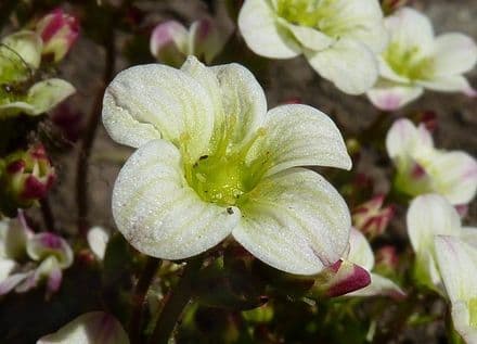 saxifraga Highlander White   