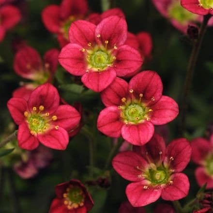 saxifraga rocco re