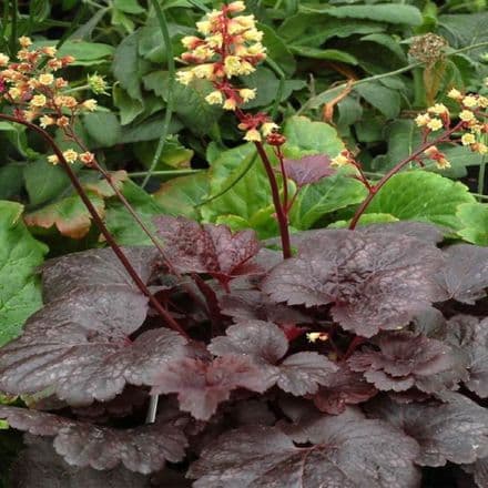 heuchera gotha