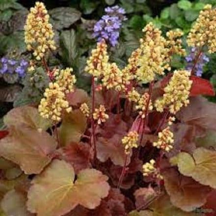heuchera little cutie blondi
