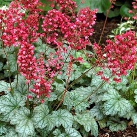 heuchera pari