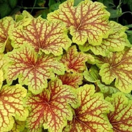 heuchera red lightnin