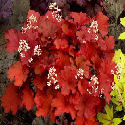 heuchera ri