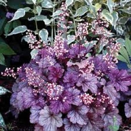 heuchera shangha