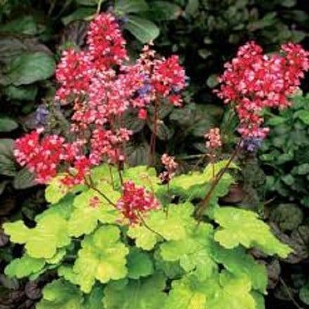 heuchera sweet tar
