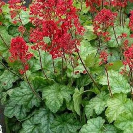 heuchera toky