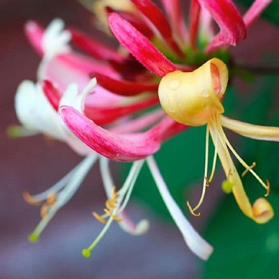 lonicera belgic