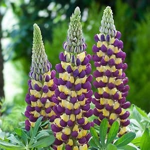 lupin manhatten light