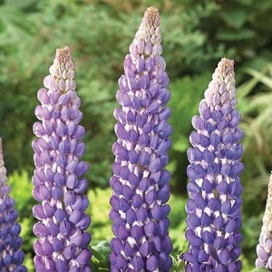 lupin persian slippe