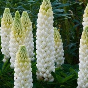 lupin polar princes