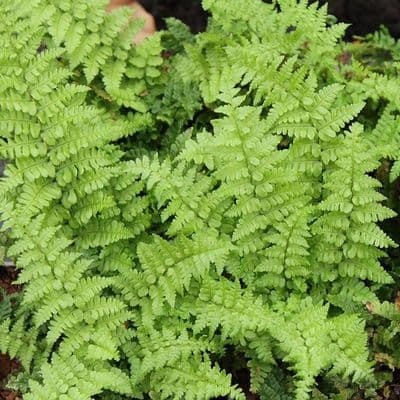 dryopteris crista the kin