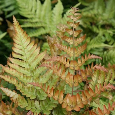 dryopteris erythrosora compac