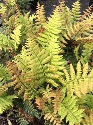 dryopteris jurassic gol