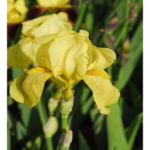 iris bearded benton apoll