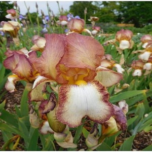 iris bearded benton arunde