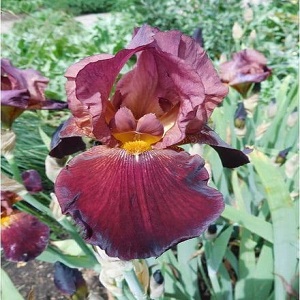 iris bearded benton carame