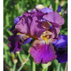 iris bearded benton menace   