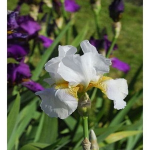 iris bearded benton pearl   