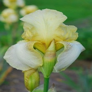 iris bearded benton primros