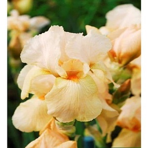 iris bearded benton strathmor