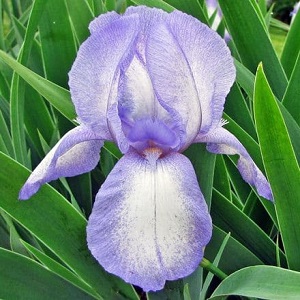 iris bearded blue shimme