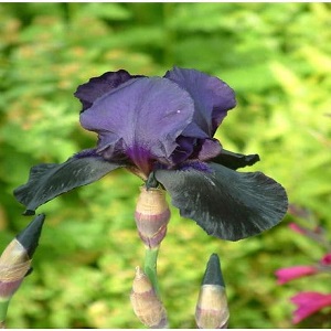 iris bearded deep blac