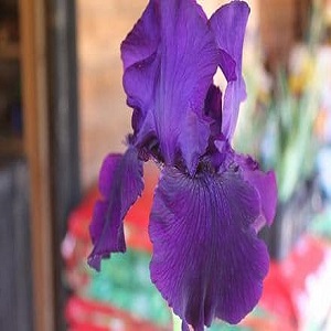 iris bearded drac