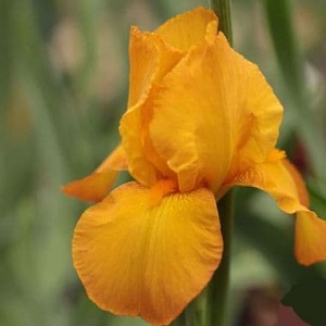 iris bearded lord warde